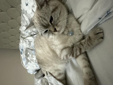 Sahiplendirilecek british shorthair 1.5 yaşında