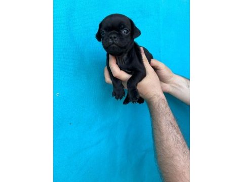 Pink ve siyah dişi erkek pug yavrularımız