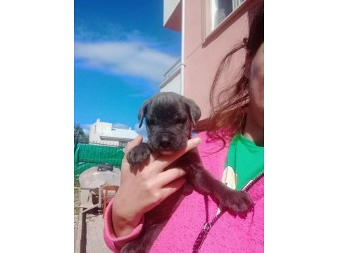 Baba şecereli dev cane corso bebeklerim