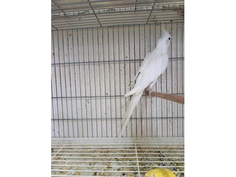 Erkek albino 1 yaşında sultan papağanı