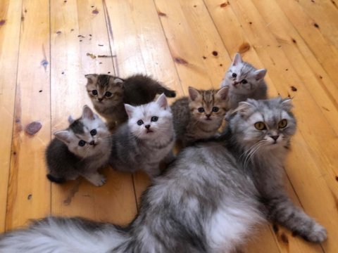 British shorthair ve scottish hazır kediler
