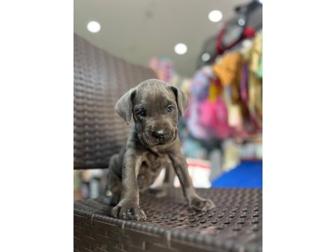 Cane corso yavrumuz 2 aylık
