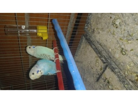 Eş yerli takım muhabbet kuşlar
