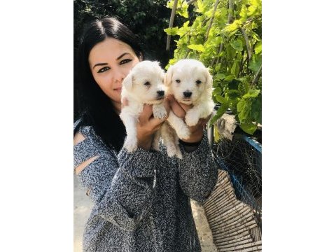 Maltese terrier yavrularım