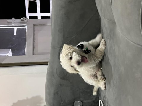 3 aylık yavru maltipoo oyuncu zeki