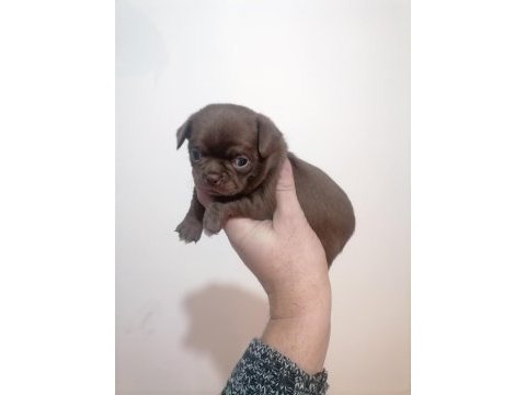 Şivava köpeklerim yeni yuvalarını arıyorlar