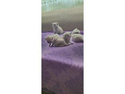 Scottish fold british shorthair