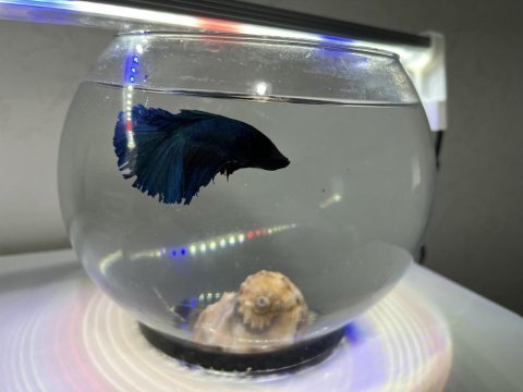 Betta balığı