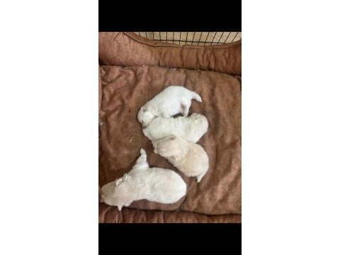 Mersin içi sahiplendirilecek pomeranian