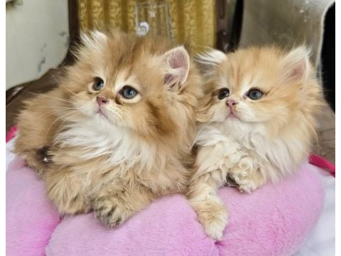British longhair golden kızlar
