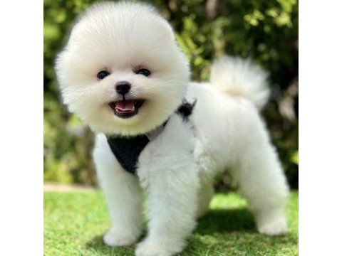 Sevimli pomeranian boo yavrular