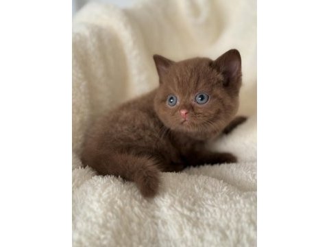 British cinnamon erkek yavru