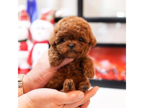 Toy poodle yavrularımız
