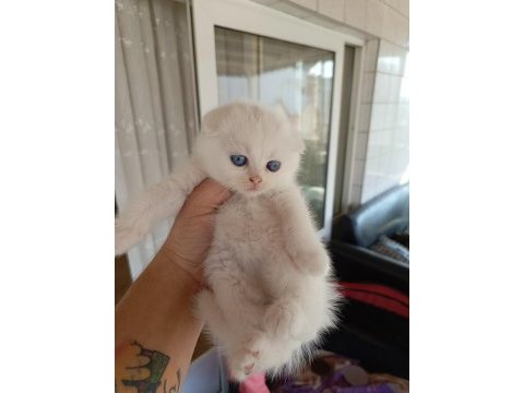 45 günlük scottish fold yavrularım
