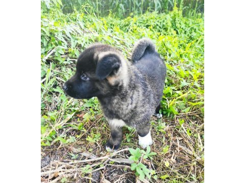 Amerikan akita yavrumuz yeni sahibini arıyor