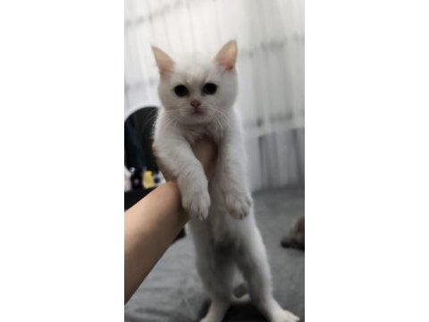 İki yavru chinchilla bulunmaktadır çok uysallardır