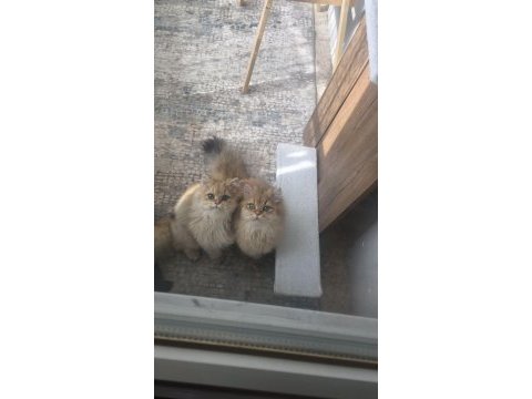 British longhair black golden shaded (blh ny 11)