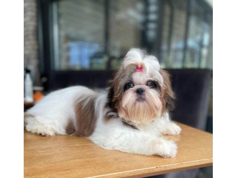 Şecereli shih tzu