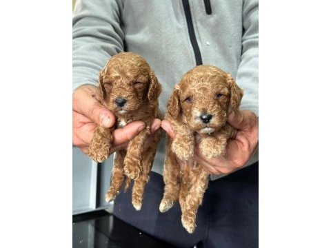 Toy poodle yavrular