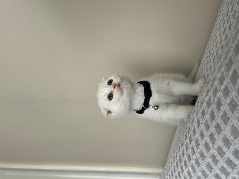 Beyaz scottish fold yavrum