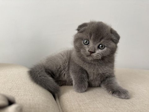 Scottish fold son yavru