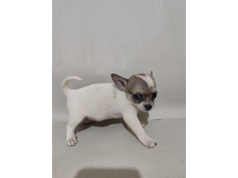 Chihuahua yavrular