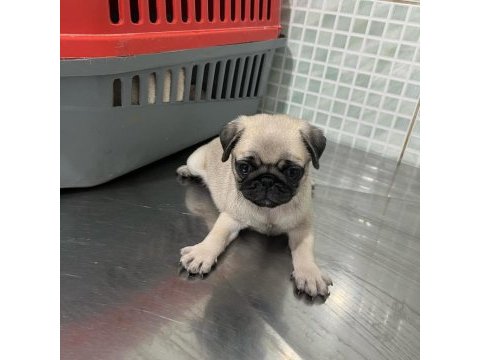 Dünya tatlısı pug yavruları