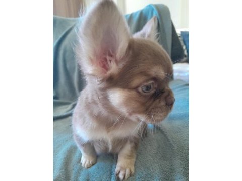 Rojo and tan french bulldog yavruları