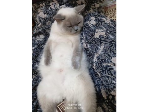 British shorthair yavru sütten kesildi