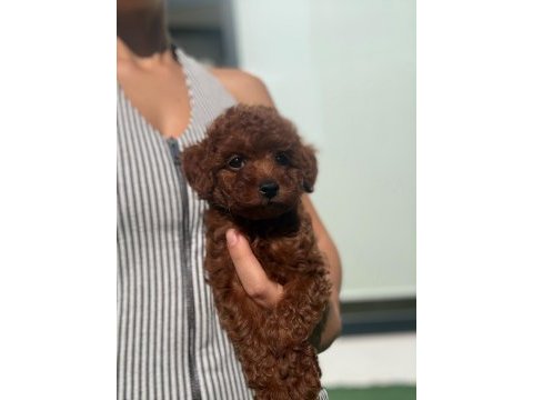Toy poodle dişi yavrumuz