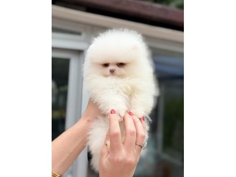 Mavi gözlü pomeranian boo teddy face