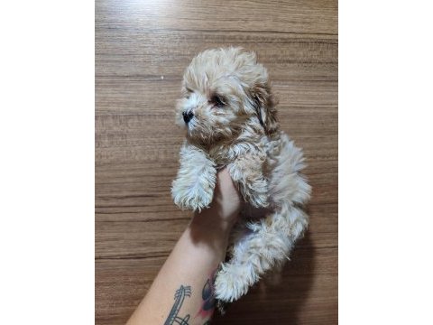 F2 duble dizayn baby maltipoo