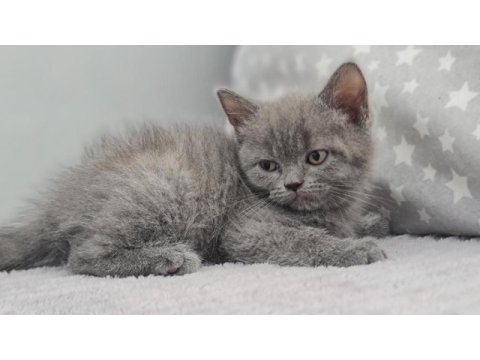 2 aylık dişi british shorthair