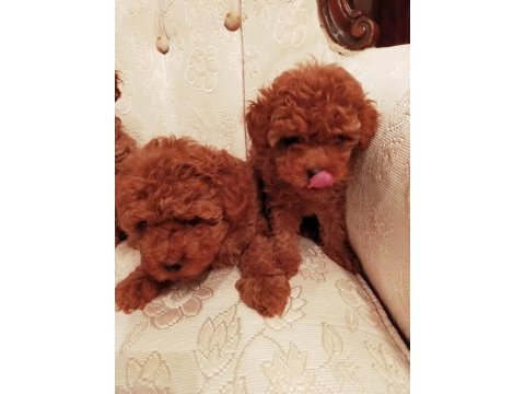 Show kalite redbrown kore toy poodle yavrularımız