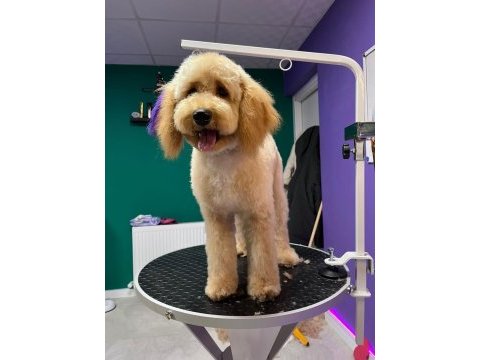 Güvenebileceğimiz aileye aşıları tam toy poodle