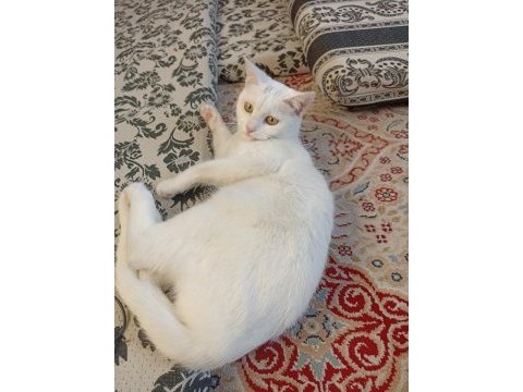 Beyaz british shorthair konya