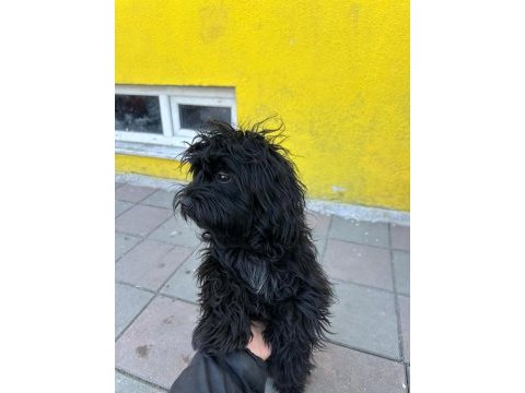 Maltipoo oğlumuz pablo