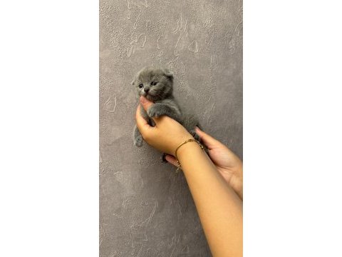 British shorthair blue point