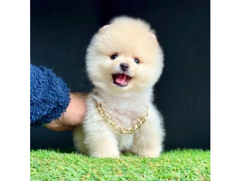 Safkan pomeranian boo bebekler