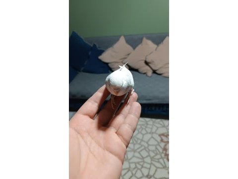 Yeni yeme düşmüş muhabbet kuşu yavrular