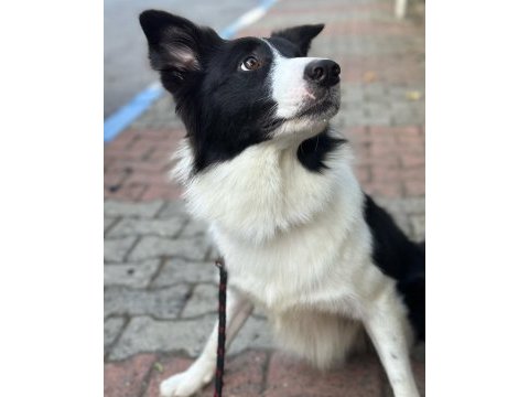 Eğitimli border collie – sks 1.si istanbul