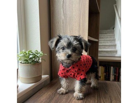 Yorkshire terrier yavruları