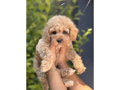Orjinal babyface toy poodle yavrular
