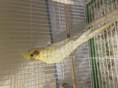Heavy cf clear albino lutino el besleme yavru sultan