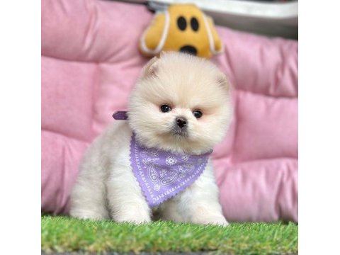 Sevimli pomeranian boo yavrularımız