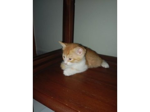 5 adet yavru sarman kedi