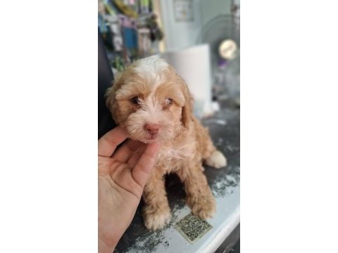 Maltipoo yavrularımız sağlık ve ırk garantilidir