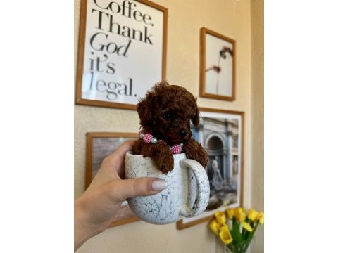 Mini boy teacup poodle yavru