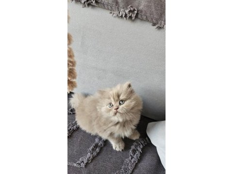 Acil sadece aileye british longhair