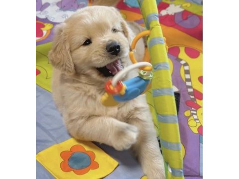 Baby face golden retriever bebekler